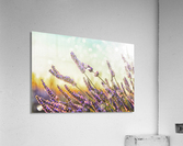 Sparkling lavender Acrylic Print