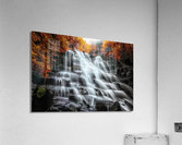 Into the forest Acrylic Print