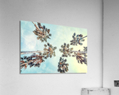 Palm trees Acrylic Print