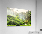 Tegalalang Acrylic Print