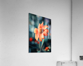 Orange Gazania Acrylic Print