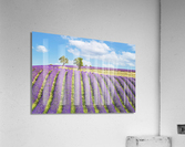 Summer In Provence Acrylic Print