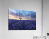 Valensole Sunset Acrylic Print