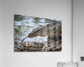 Monitor Lizard Acrylic Print