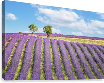 Summer In Provence Canvas Print