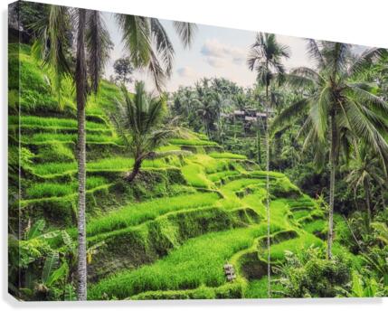  Tegallalang Rice Terraces Canvas Print