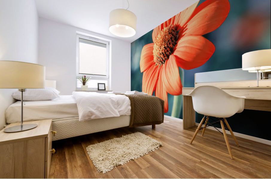 Orange Gazania Mural print