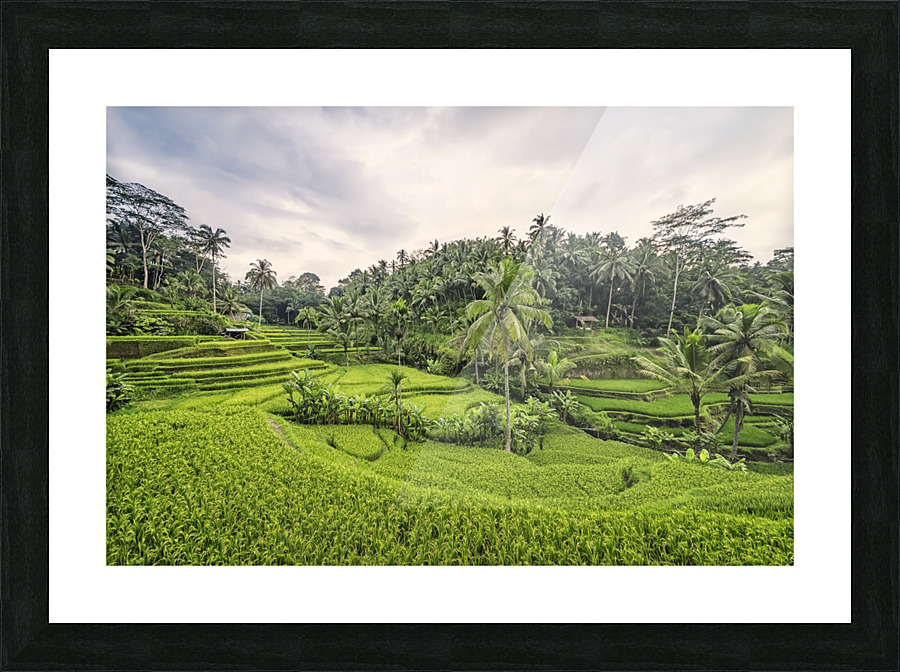 Tegallalang Picture Frame print