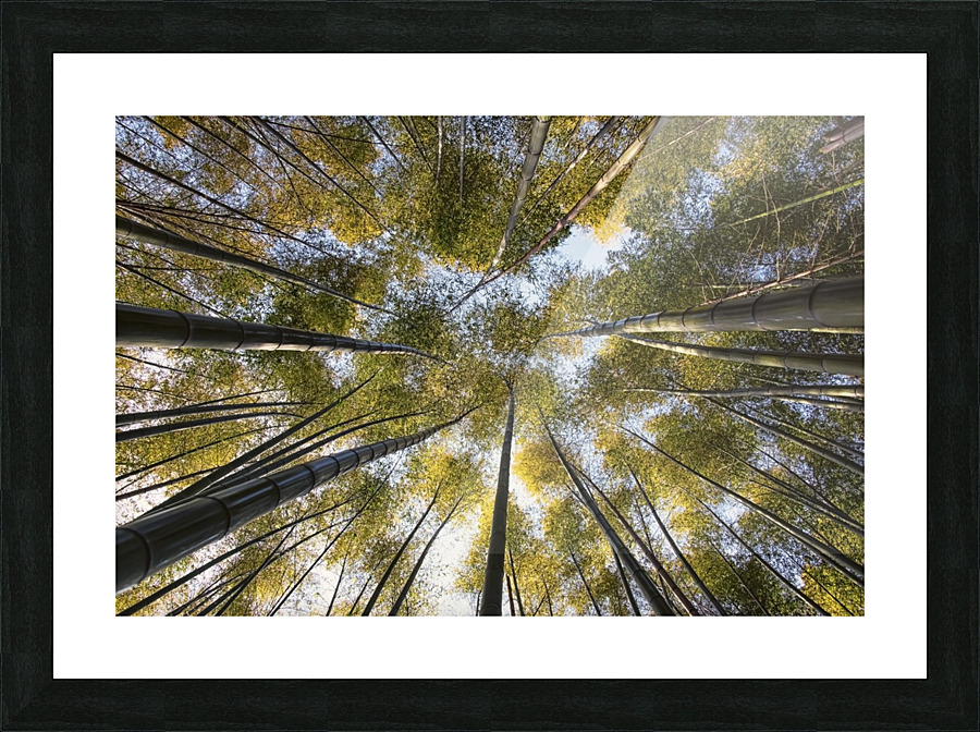 Bamboo forest Picture Frame print
