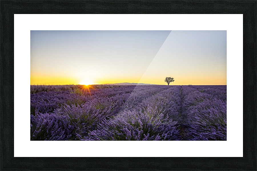 Lavender Picture Frame print