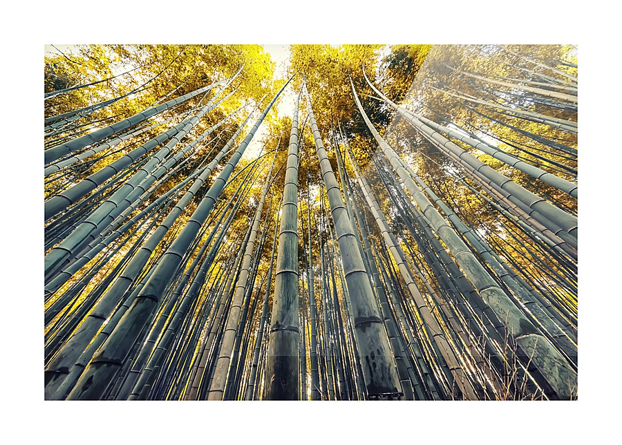 Bamboo grove Picture Frame print