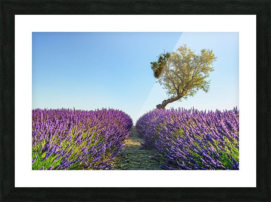 Provence Picture Frame print