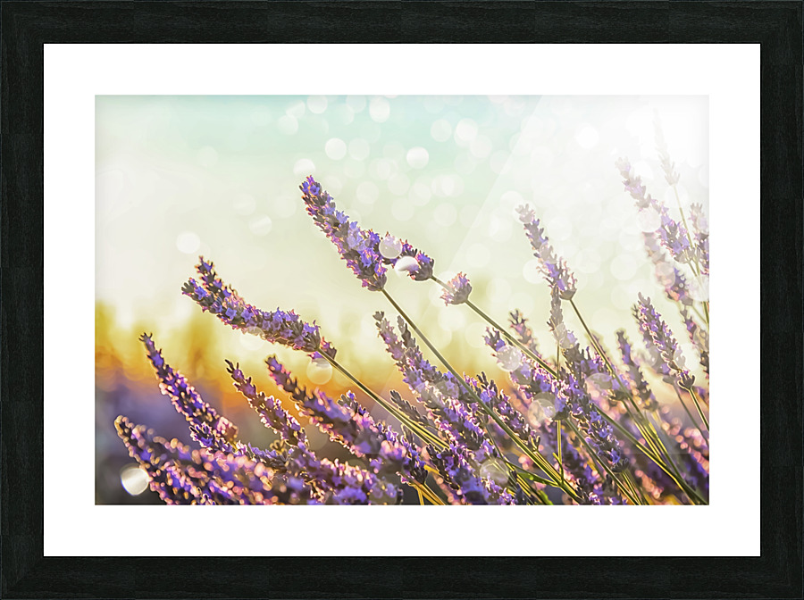 Sparkling lavender Picture Frame print