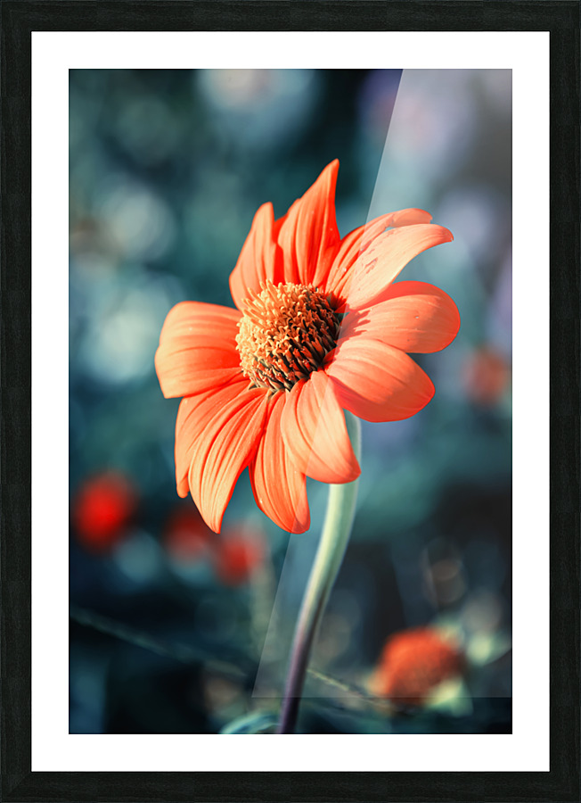 Orange Gazania Picture Frame print