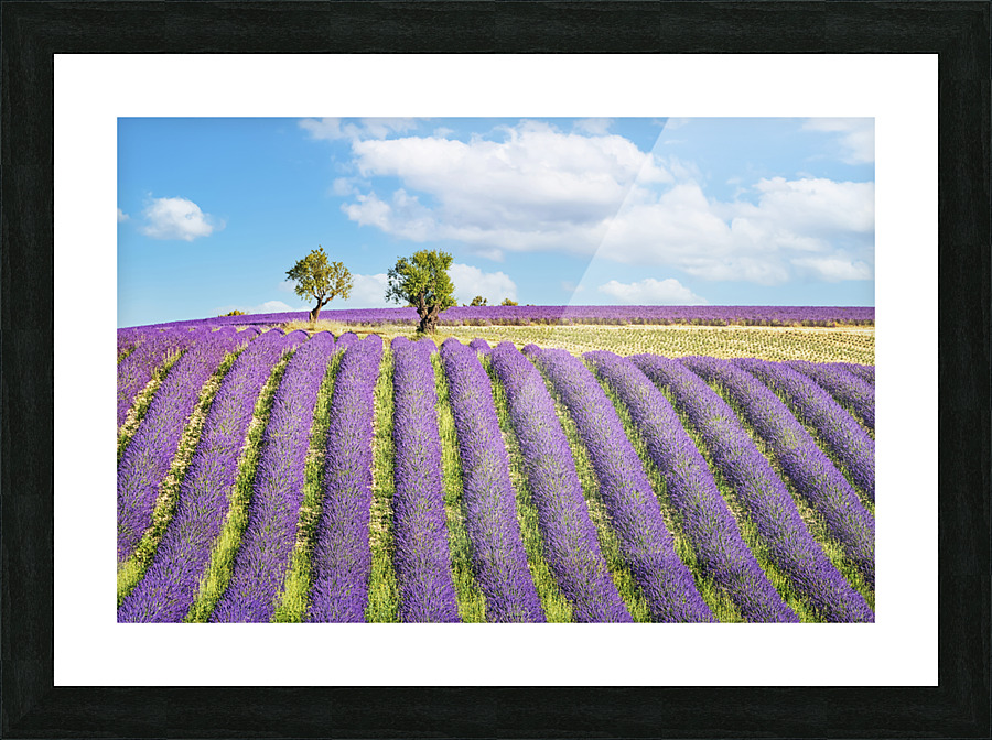 Summer In Provence Picture Frame print