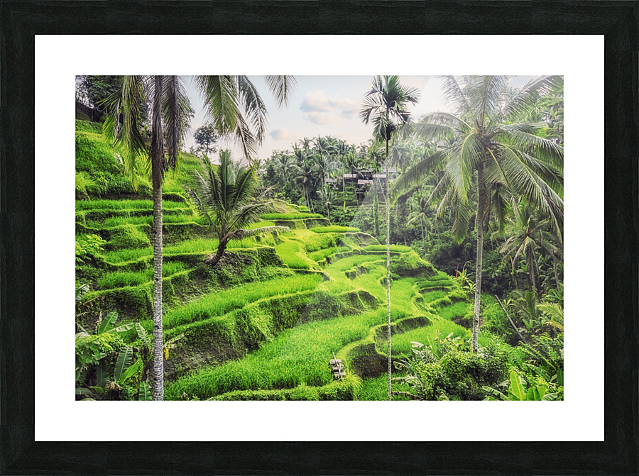 Tegallalang Rice Terraces Picture Frame print