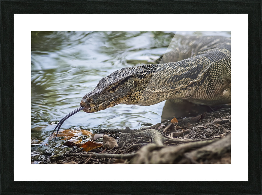 Monitor Lizard Picture Frame print