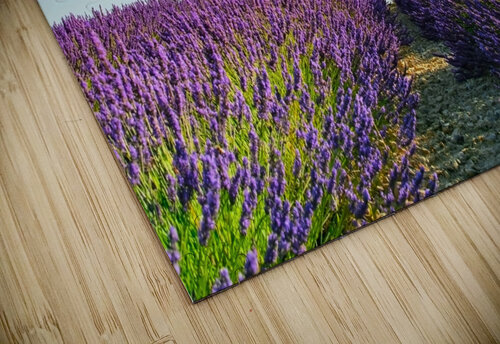 Provence Manjik Pictures puzzle