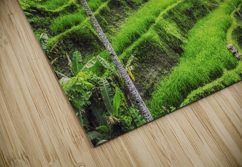  Tegallalang Rice Terraces Manjik Pictures puzzle