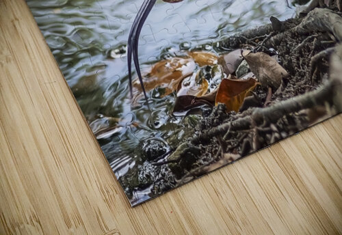 Monitor Lizard Manjik Pictures puzzle