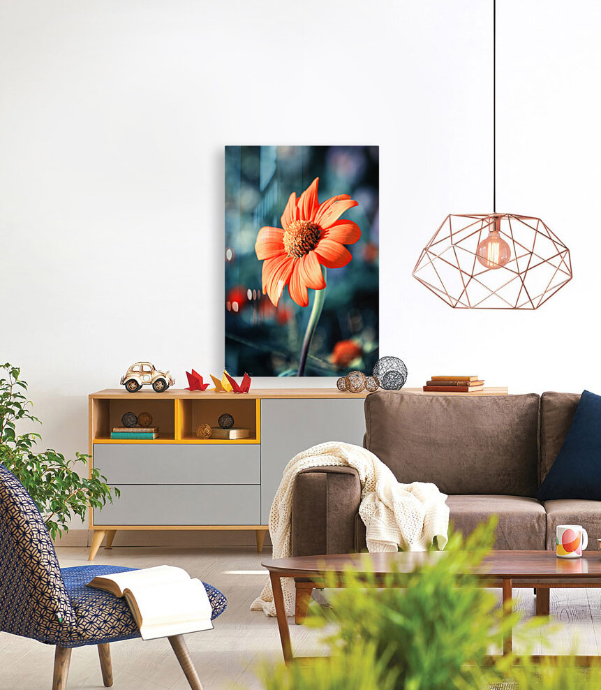 Orange Gazania Reproduction