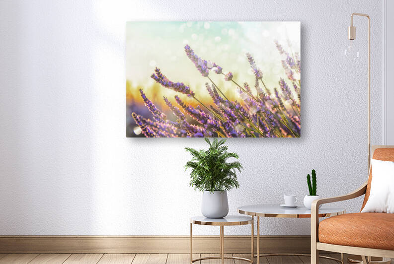 Sparkling lavender by Manjik Pictures