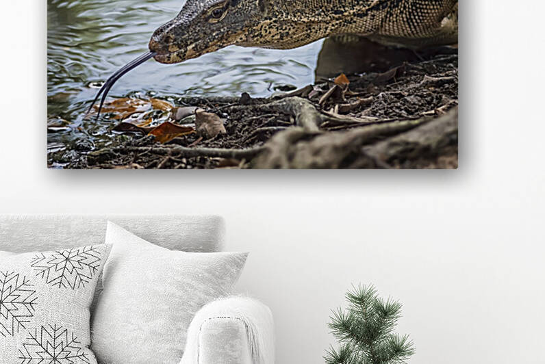 Monitor Lizard Reproduction