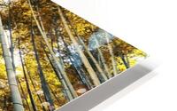 Bamboo grove HD Metal print