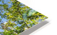 Summer in Paris HD Metal print