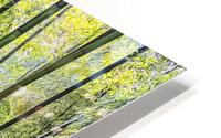 Bamboo Wall HD Metal print