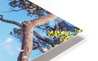 St Tropez Roofs HD Metal print