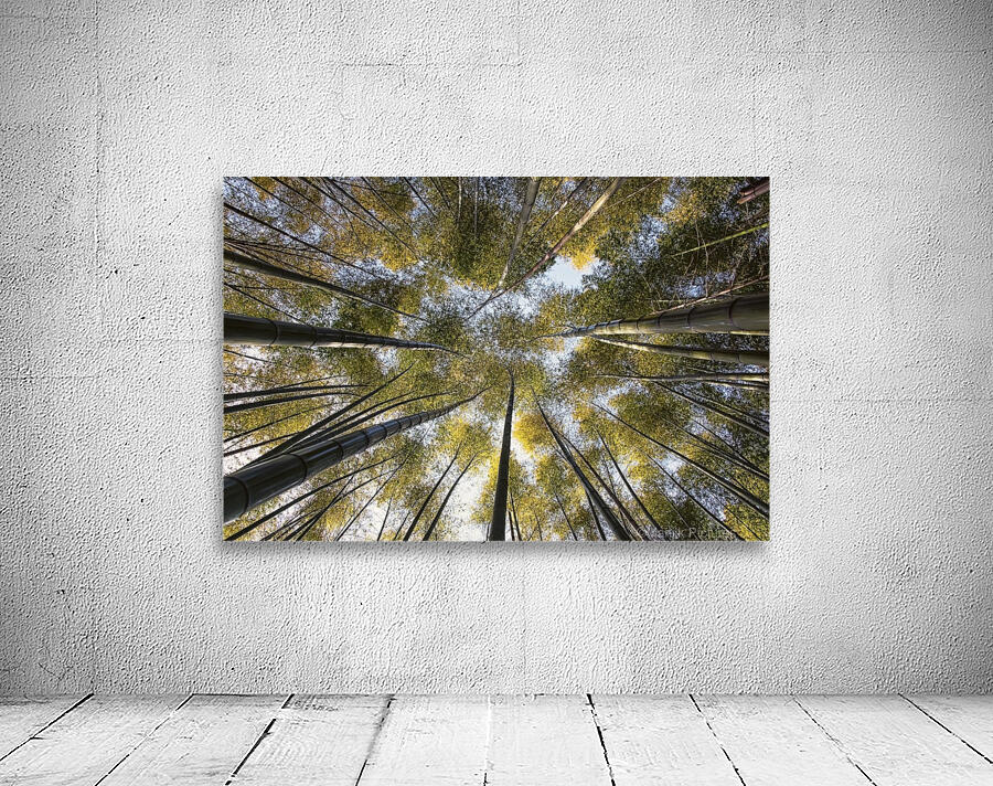 Bamboo forest Wall Preview