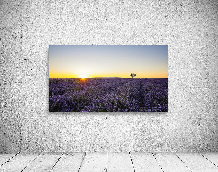 Lavender Wall Preview