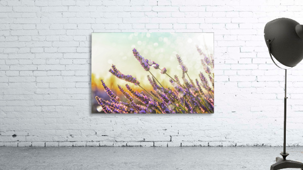 Sparkling lavender Wall Preview