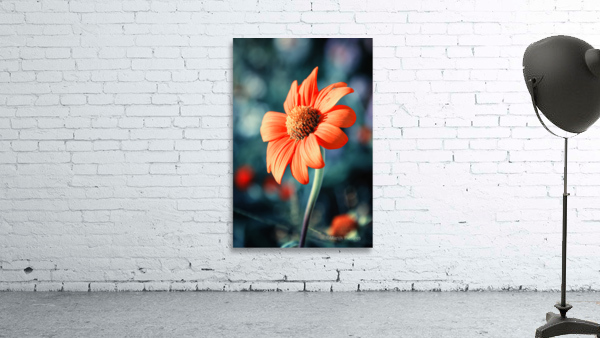 Orange Gazania Wall Preview