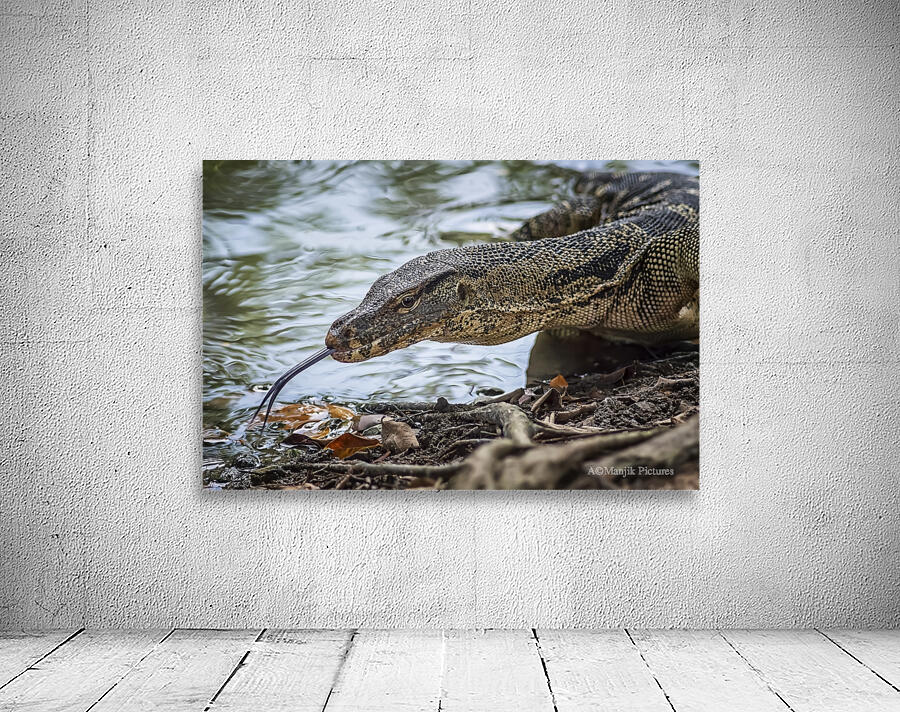 Monitor Lizard Wall Preview