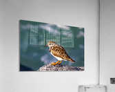 Sandpiper Acrylic Print