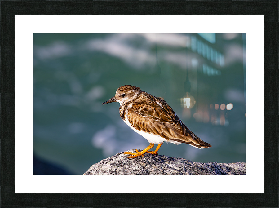 Sandpiper Picture Frame print