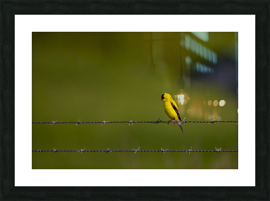 American Goldfinch Picture Frame print