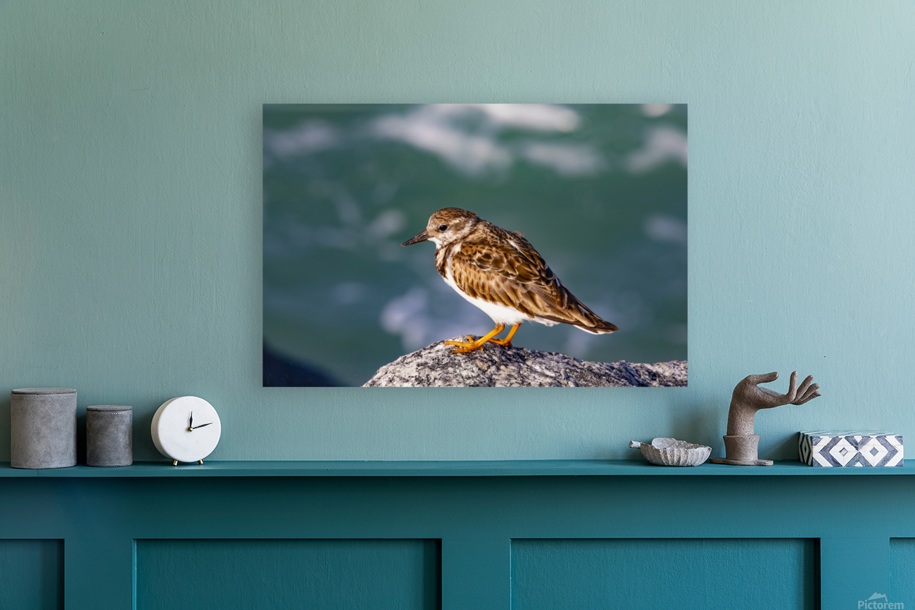 Sandpiper Reproduction