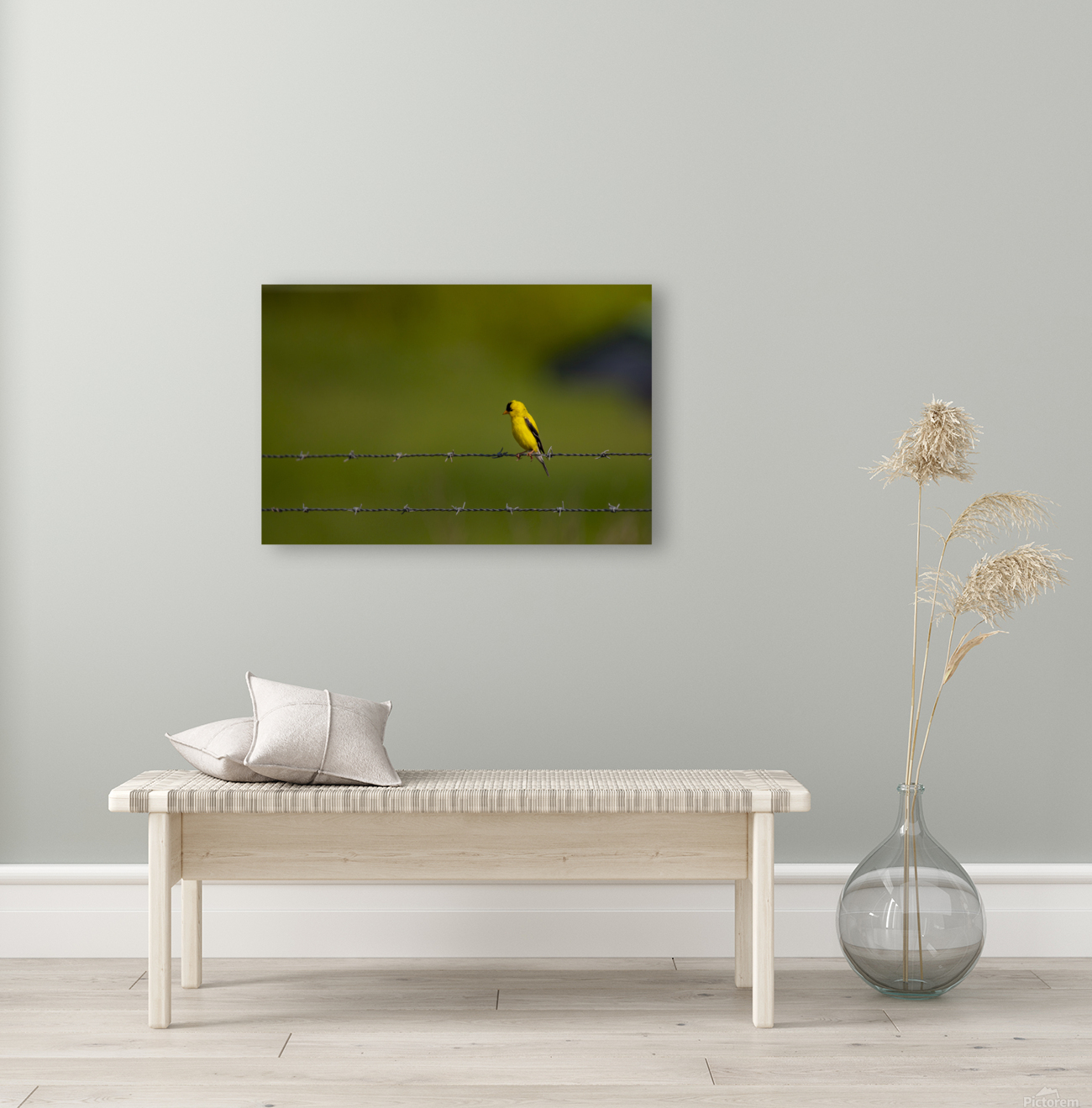 American Goldfinch Reproduction