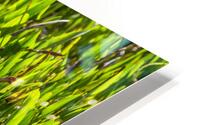 Great Egret HD Metal print