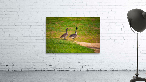 Canada Geese Wall Preview