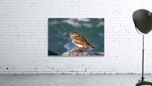 Sandpiper Wall Preview