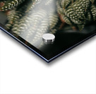 PHYTOLOGICAL_101 Acrylic print