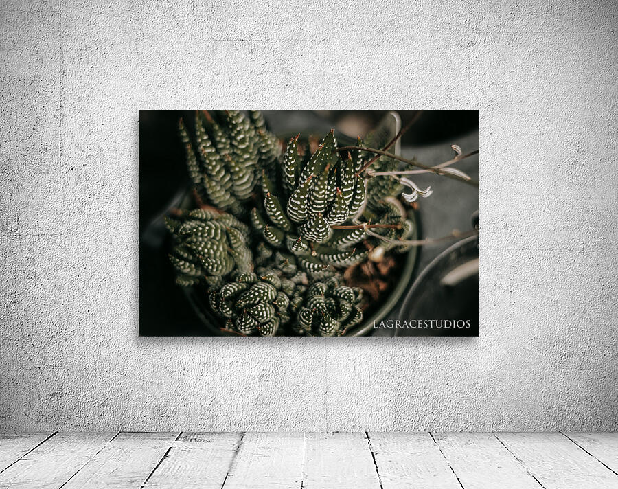 PHYTOLOGICAL_101 Wall Preview