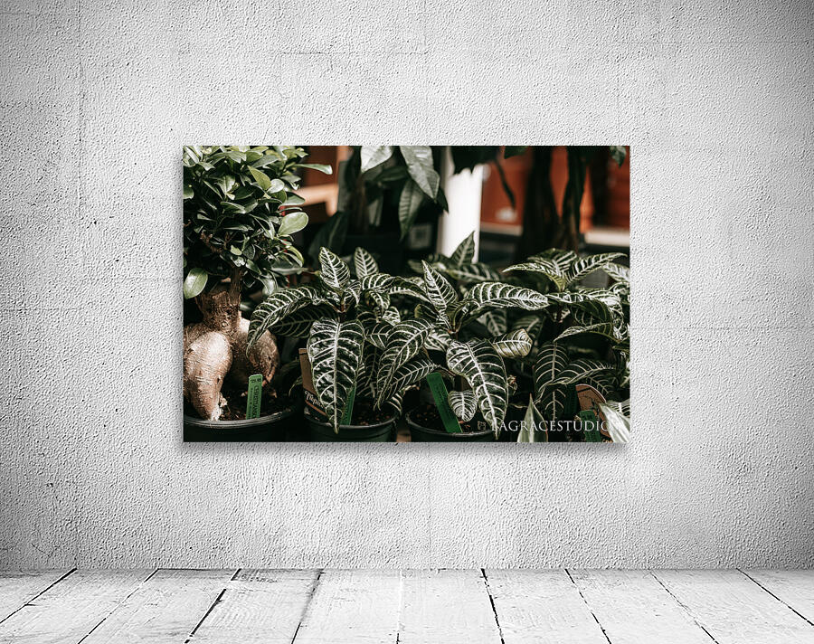 FOLIAGE Wall Preview