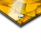 Ginkgo Acrylic print