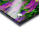 Lupines Acrylic print