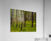 Scottish Woods Acrylic Print